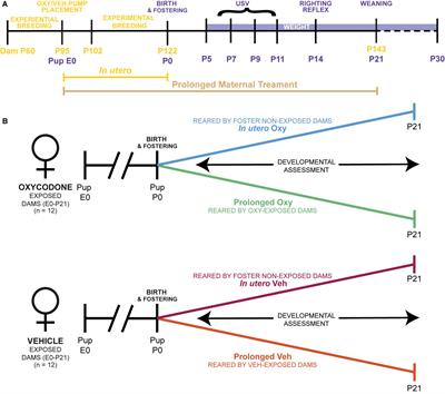 Ontogenetic Oxycodone Exposure Affects Early Life Communicative Behaviors, Sensorimotor Reflexes, and Weight Trajectory in Mice